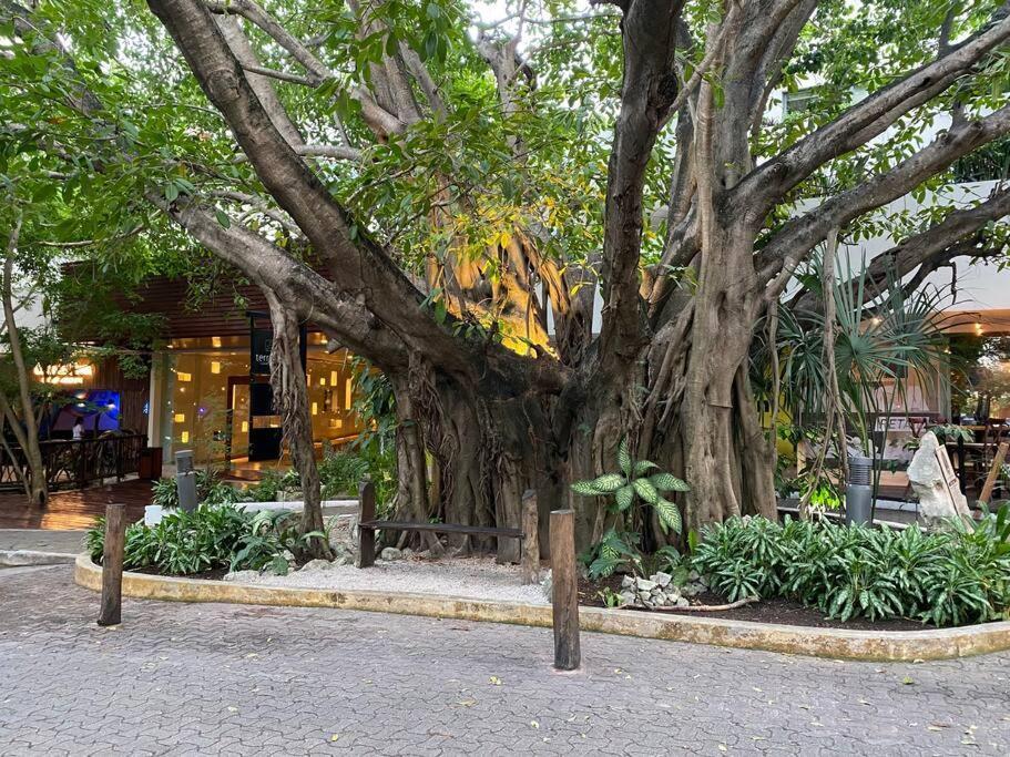 Jungle Oasis By The Beach: Casa Selva On 38th Street *