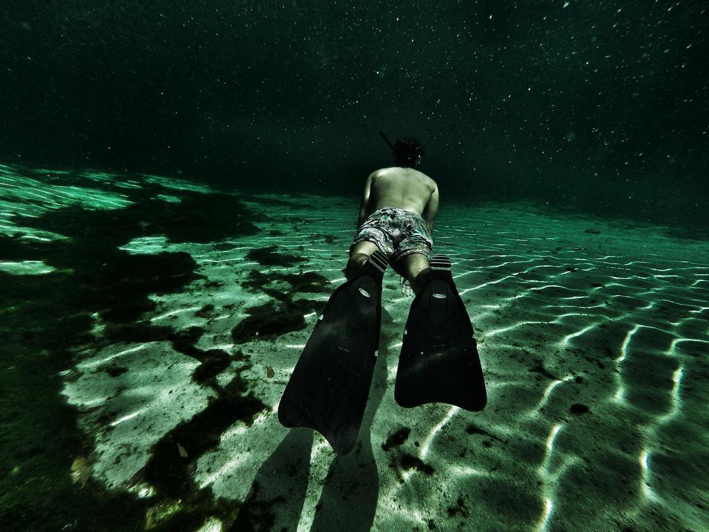 Lobo De Mar *