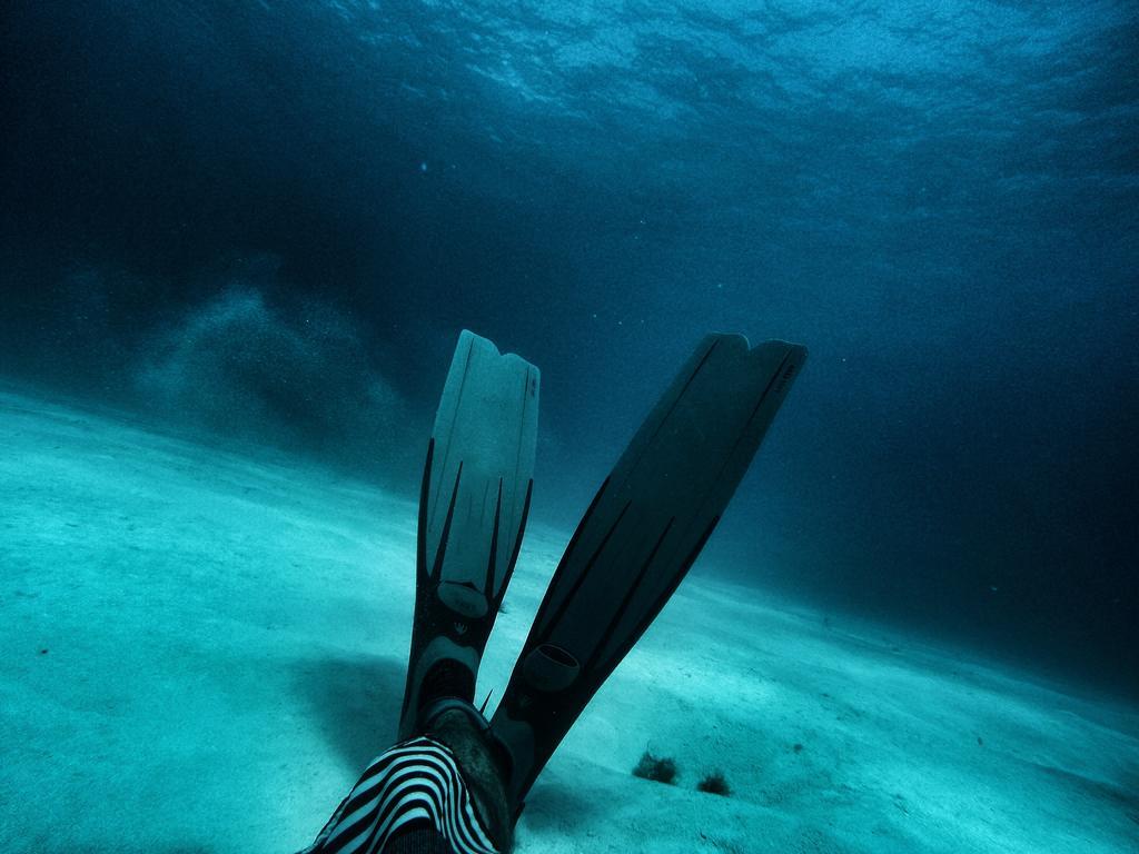 Lobo De Mar *
