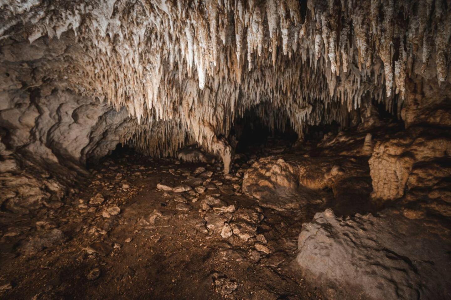 Lều sang trọng Xcaret Monkeys And Nature