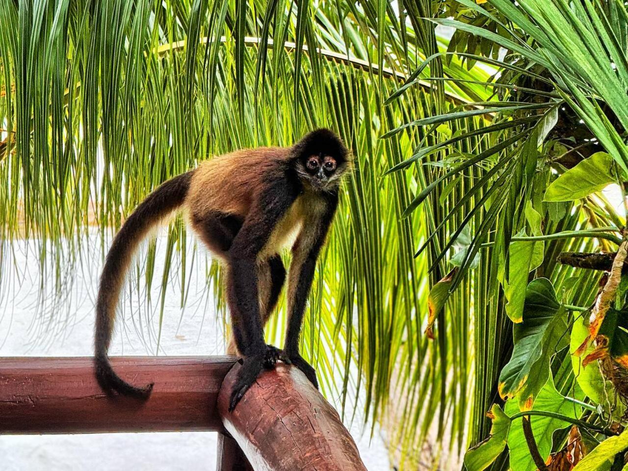Lều sang trọng Xcaret Monkeys And Nature *