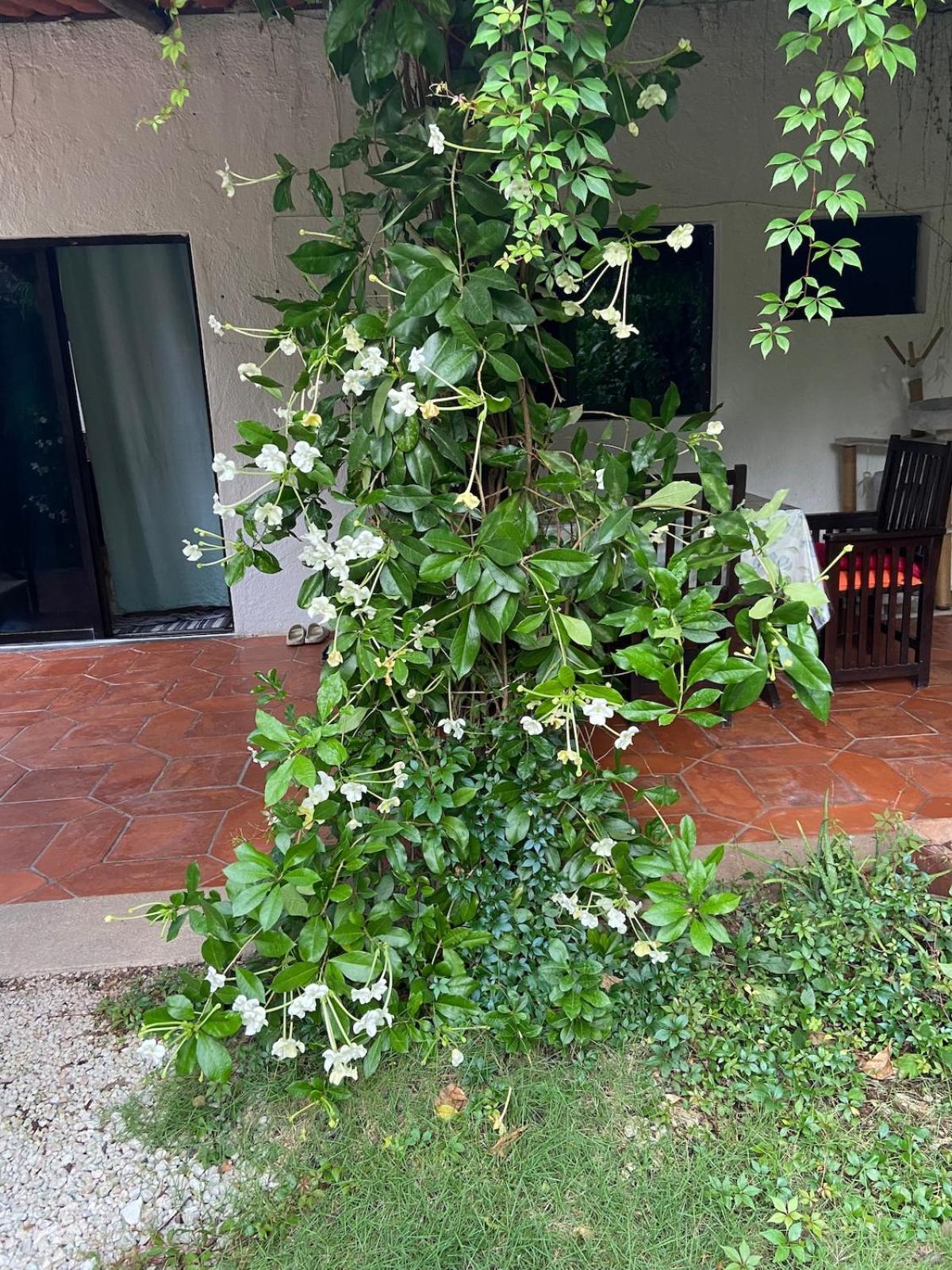 Apartment Charming Very Quiet Center Renewed Playa del Carmen