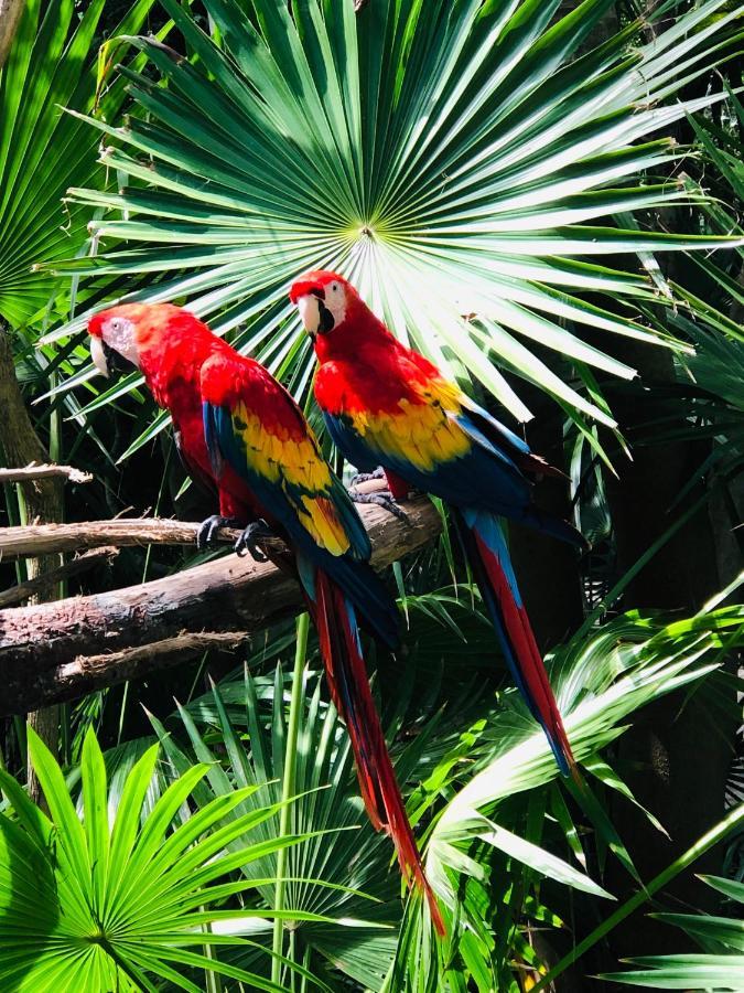 Hacienda Xcaret Khách sạn
