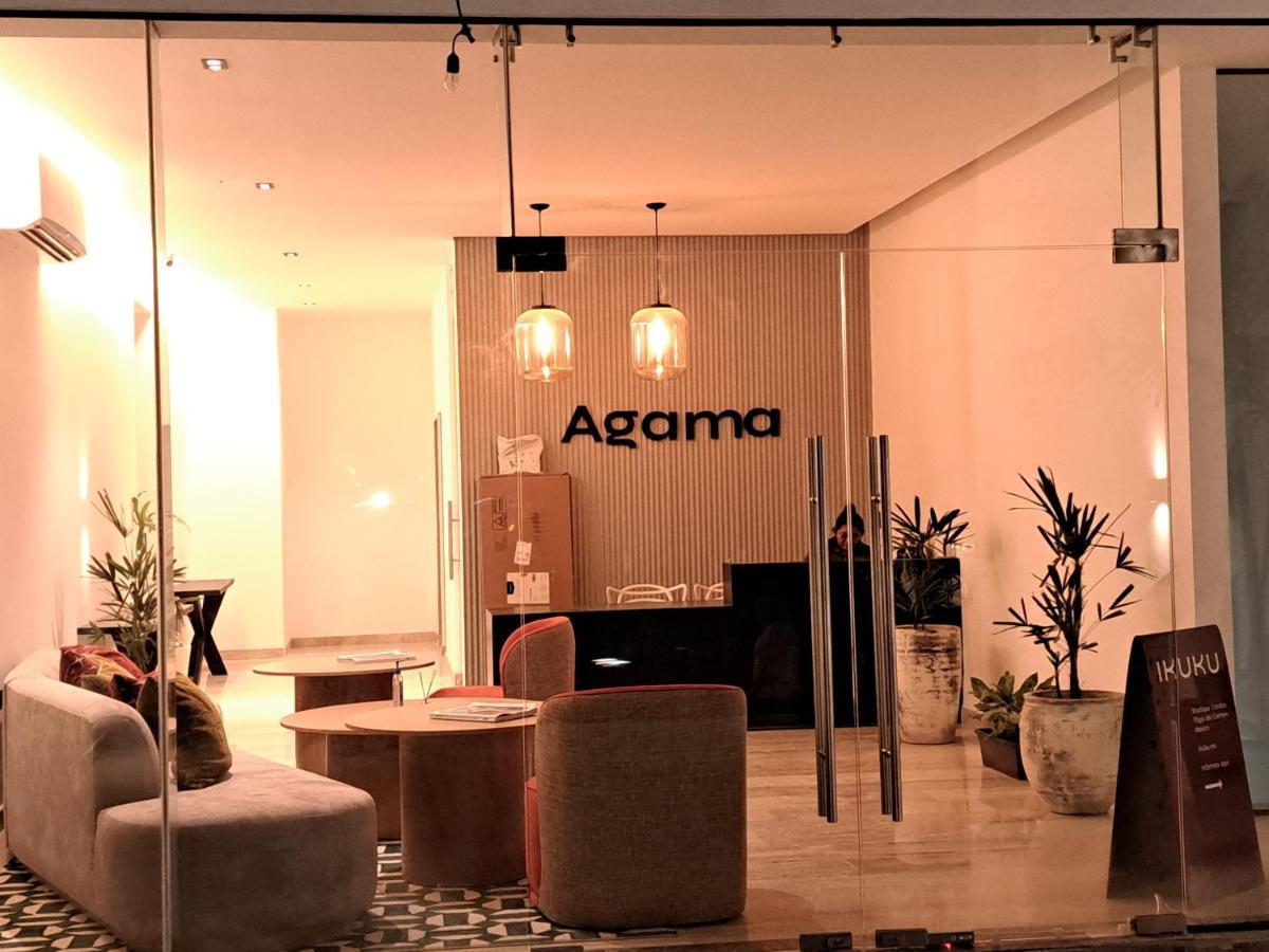 Agama * Playa del Carmen