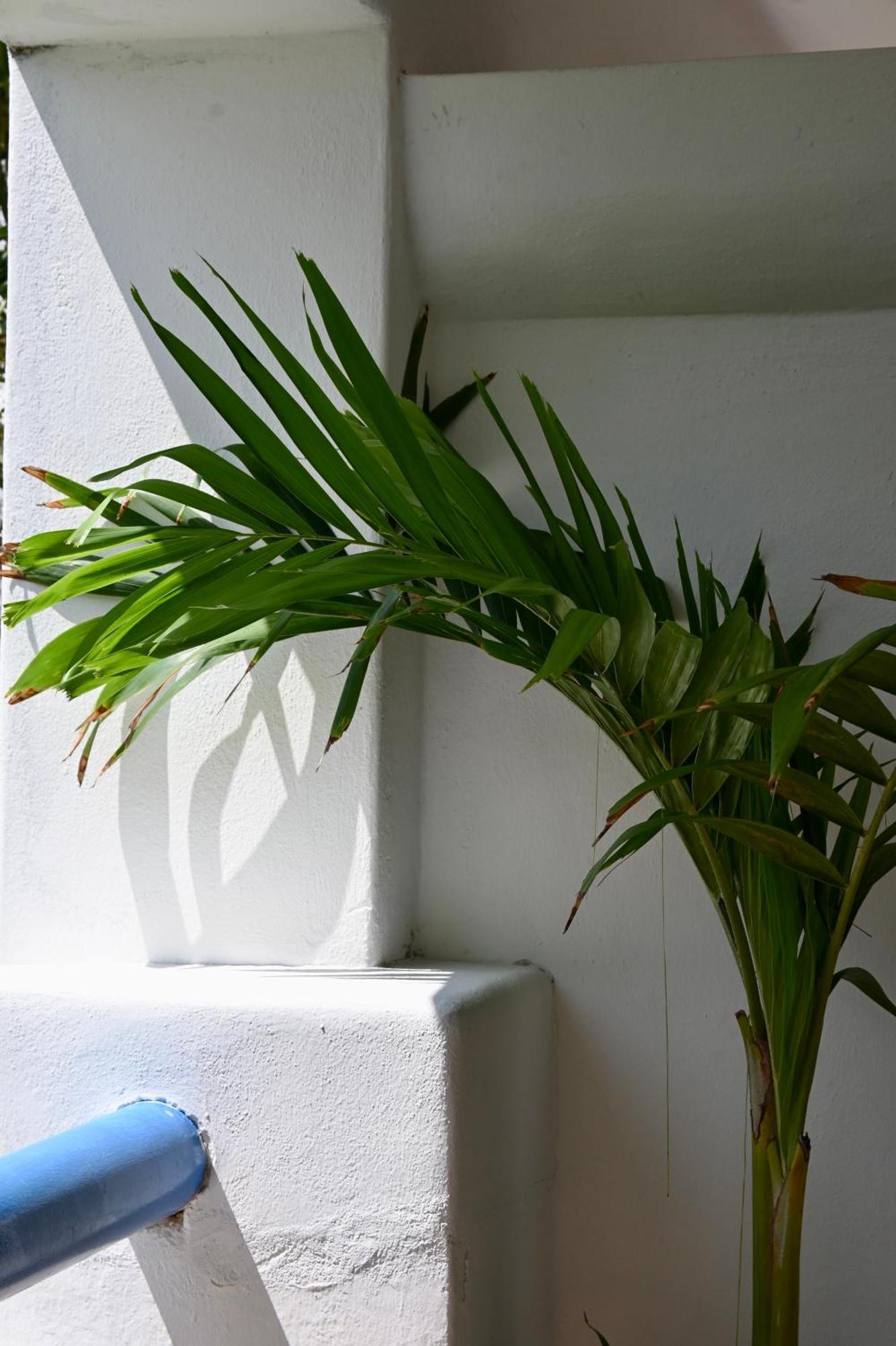 Pelicano - Beachfront 3* Playa del Carmen