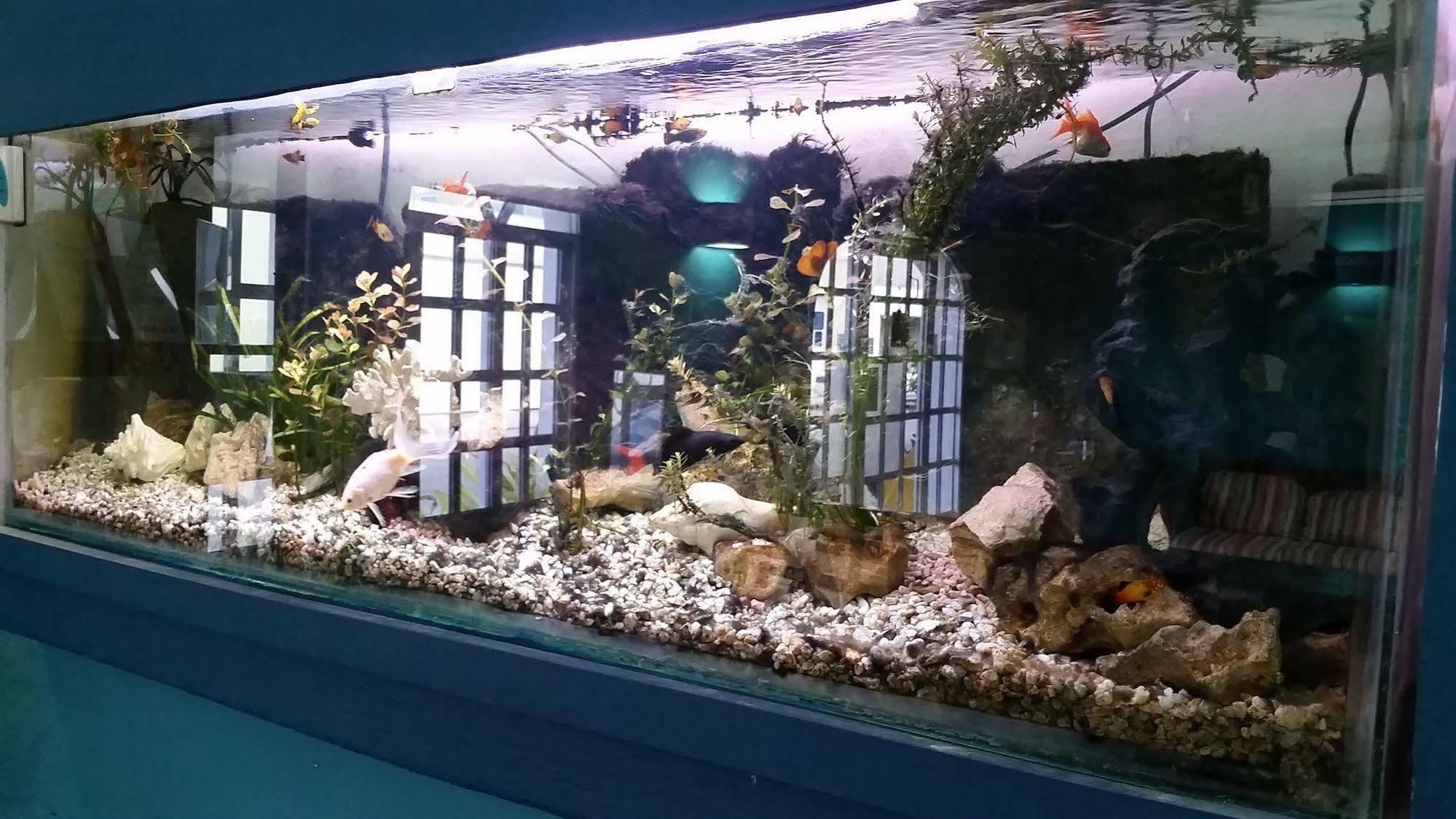 Khách sạn El Acuario Playa del Carmen