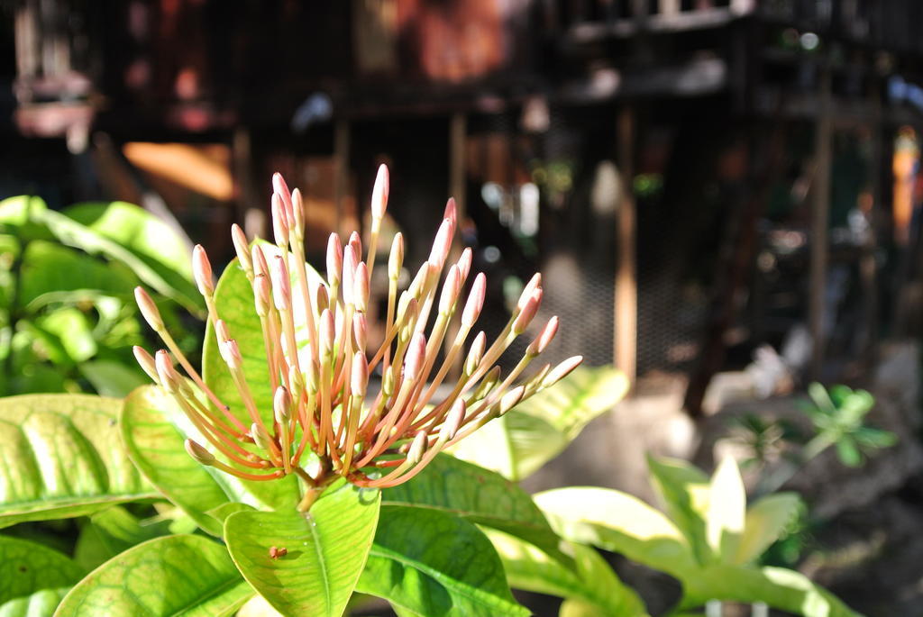 Koox Garden 3*