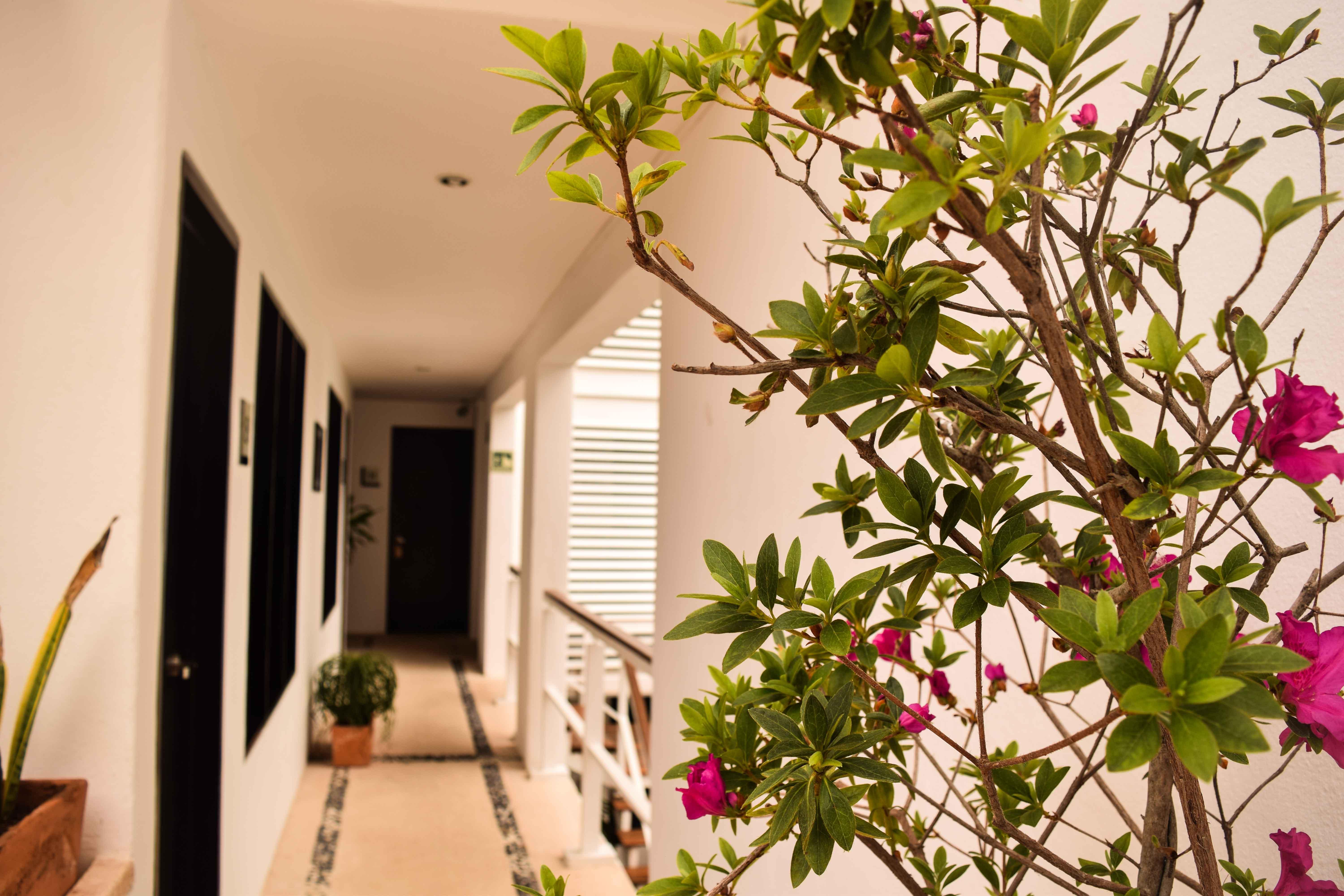 Hotel Casa Ticul Boutique - 5th Ave (adults Only) 5*