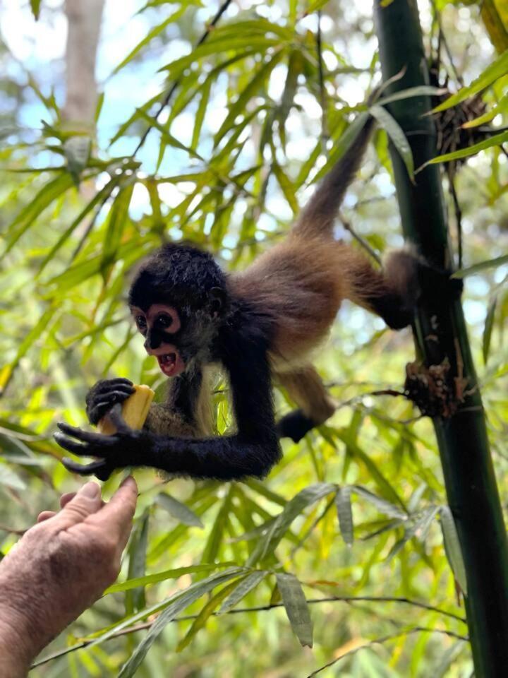 Lều sang trọng Xcaret Jungle Monkey Haven